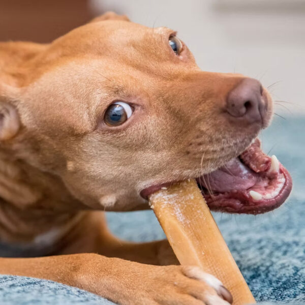 Barrita de queso de yak para perros