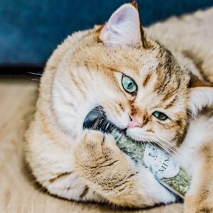 NeAndNo Hierba catnip para gatos