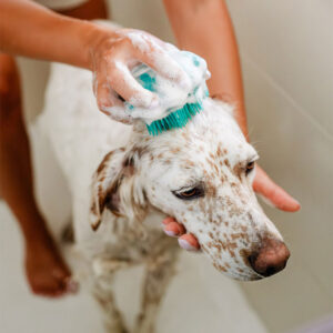 The Doog Life cepillo suave para perros