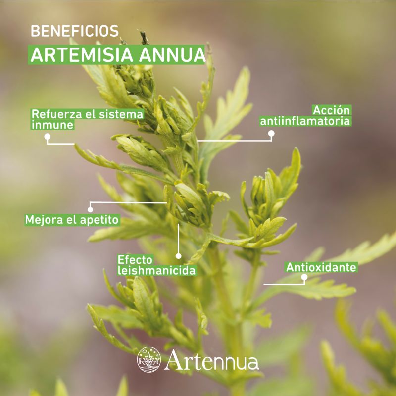 Artemisia Annua contra la Leishmaniosis