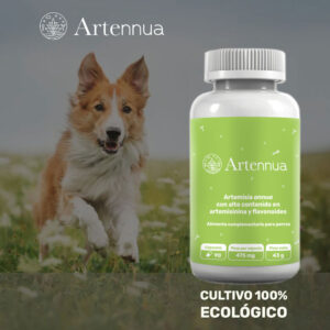 Artennua artemisia annua cultivo ecológico