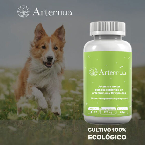 Artennua artemisia annua cultivo ecológico