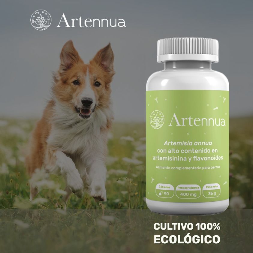 Learn more about Artemisia annua - Artennua®