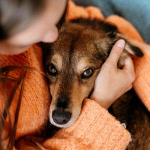 calmante para perros