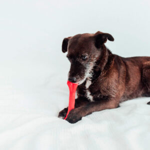 juguetes perros elastic bone mediano