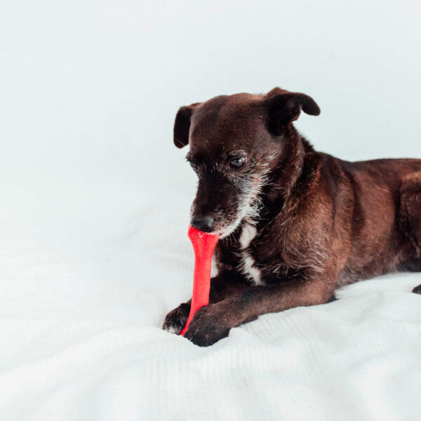 juguetes perros elastic bone mediano