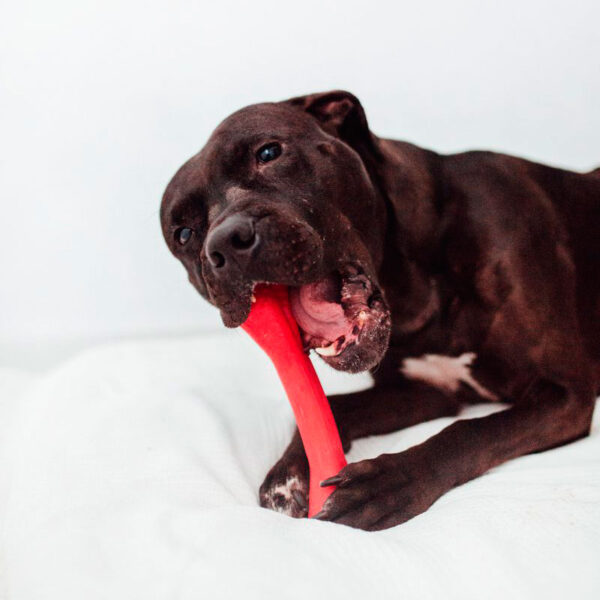 mordedores perros elastic bone grande