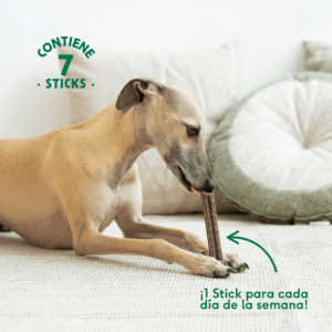 perro comiendo stick dental