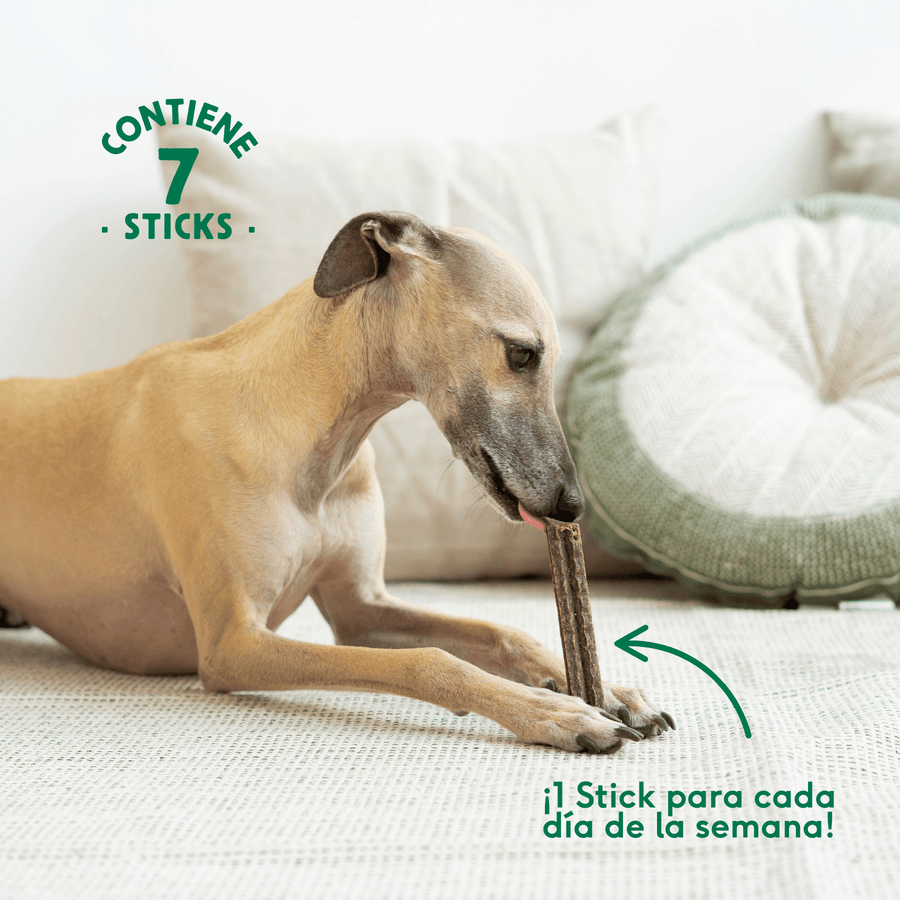 perro comiendo stick dental