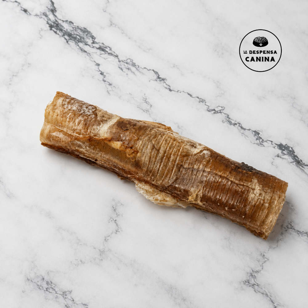 snack dental traquea de avestruz